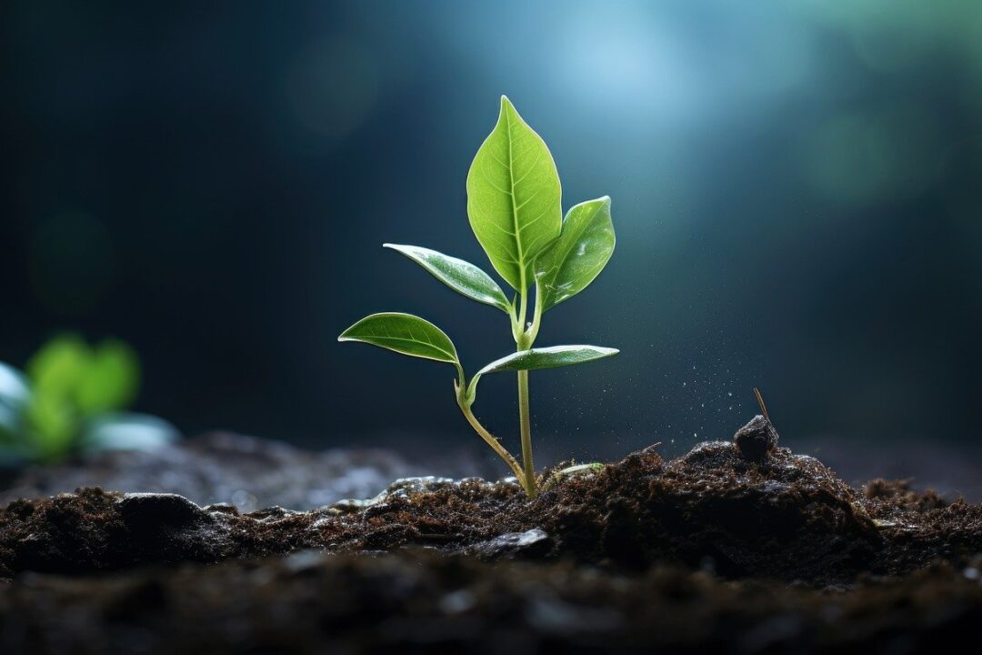 Seed Money Facility Call